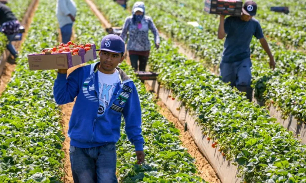 Conservative MP’s Bold Move to Axe Canada’s Temporary Foreign Worker Program Ignites Fierce Debate